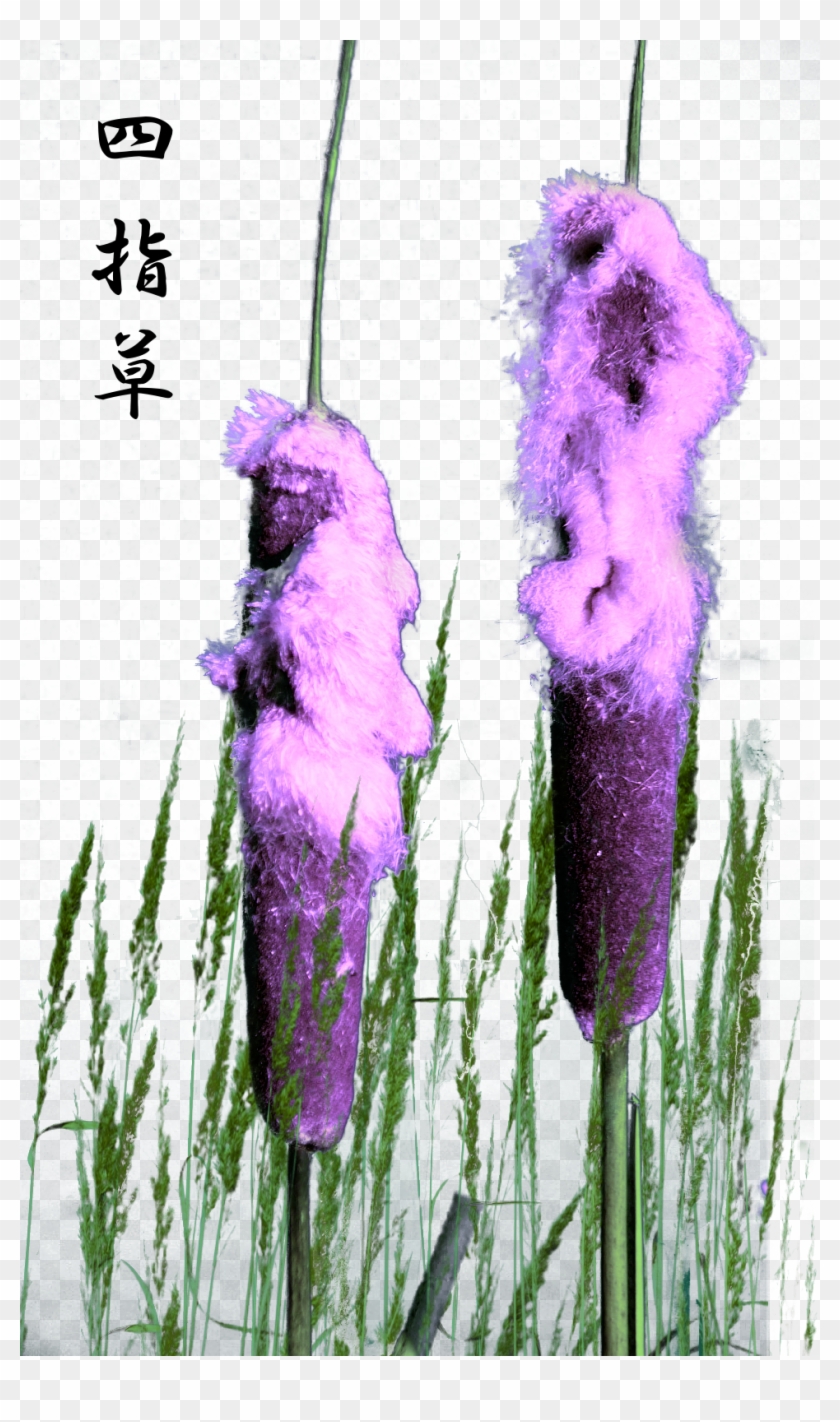 Shishisô, The Four-fingered Grass Of The Yamato Mountain - Spring Crocus Clipart #4363391