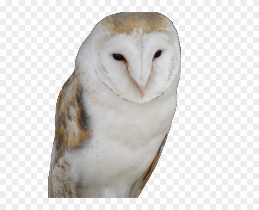 View Larger Image Owl Trademark Attorney Florida - Snowy Owl Clipart