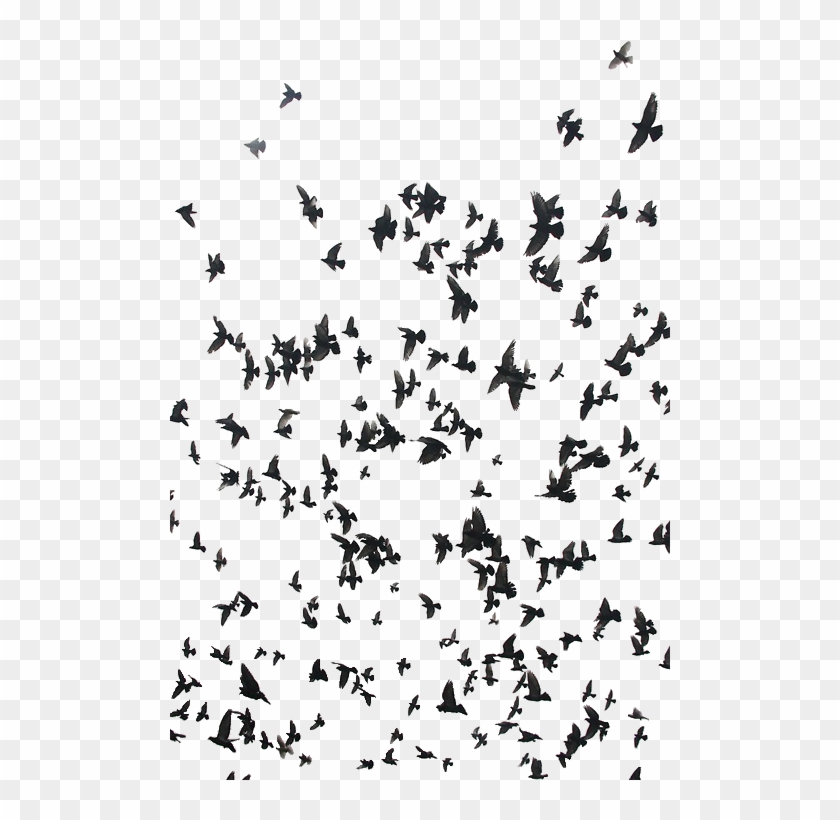 Black And White Cool Birds Bird - Twenty One Pilots Birds Clipart #4364996