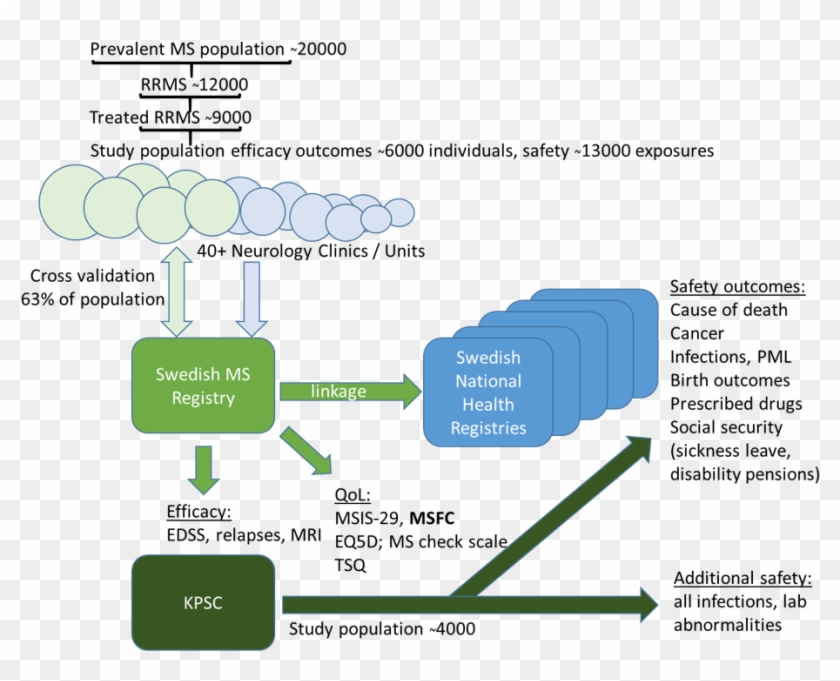 Objective To Compare The Efficacy And Safety Of Rituximab - Efficacy And Safety Comparison Of Disease Modifying Clipart #4365282