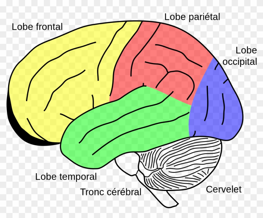 Gehirn, Phineas Gage Fr - Cerebellum On Brain Clipart