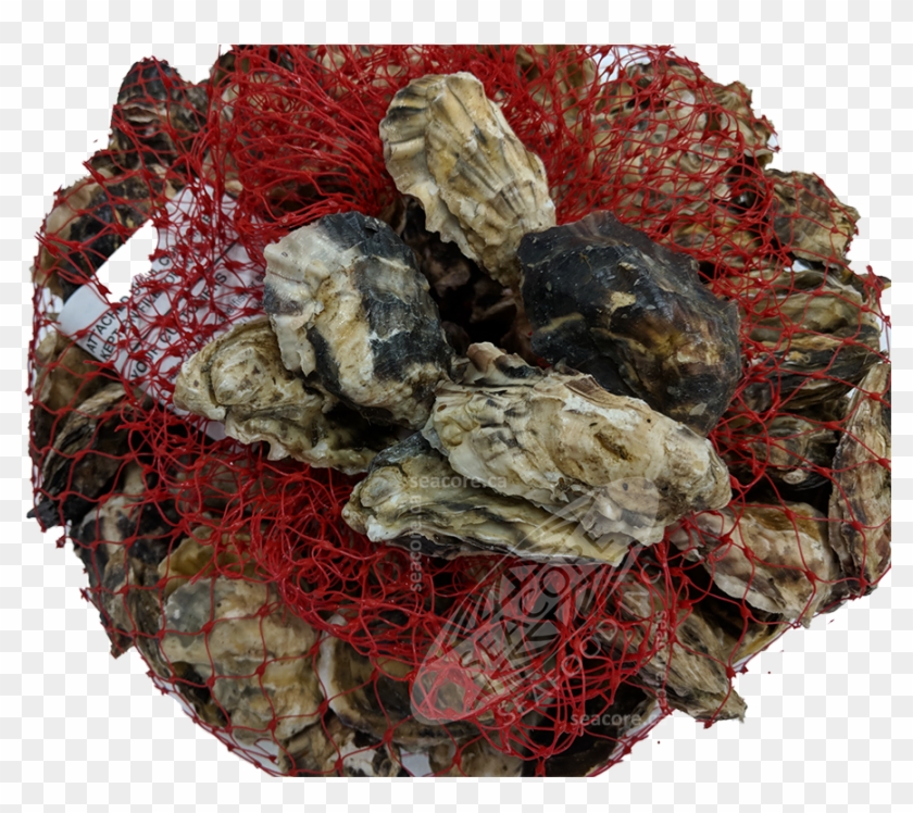 Pacifim Rim Petit Oysters Are A Hard Shell, Deep Cup - Baked Goods Clipart #4368489