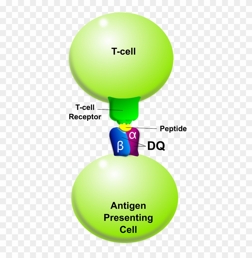 Tcell-apc Dq - Anticorps Monoclonaux Clipart