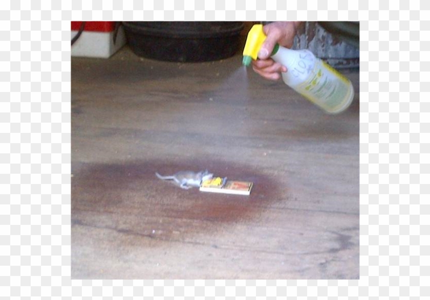 A Person Sprays A Plastic Bottle Of Solution At A Dead - Curb Clipart #4374913