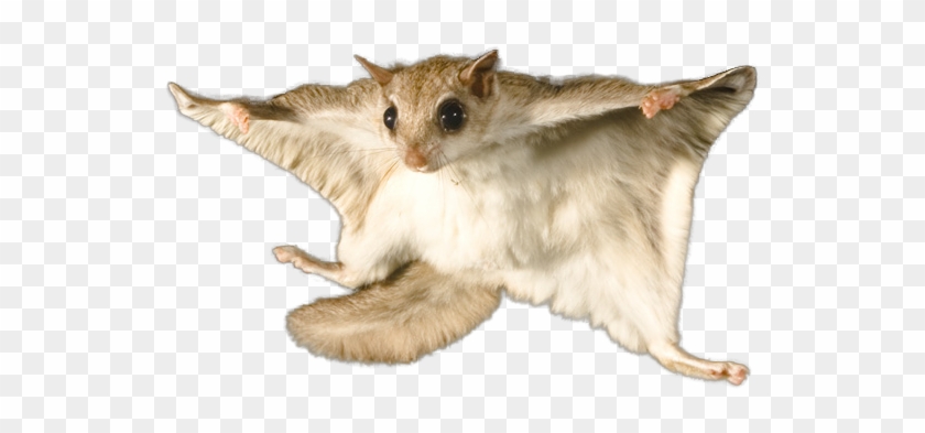Dead Animal Png - Flying Squirrel White Background Clipart #4375228