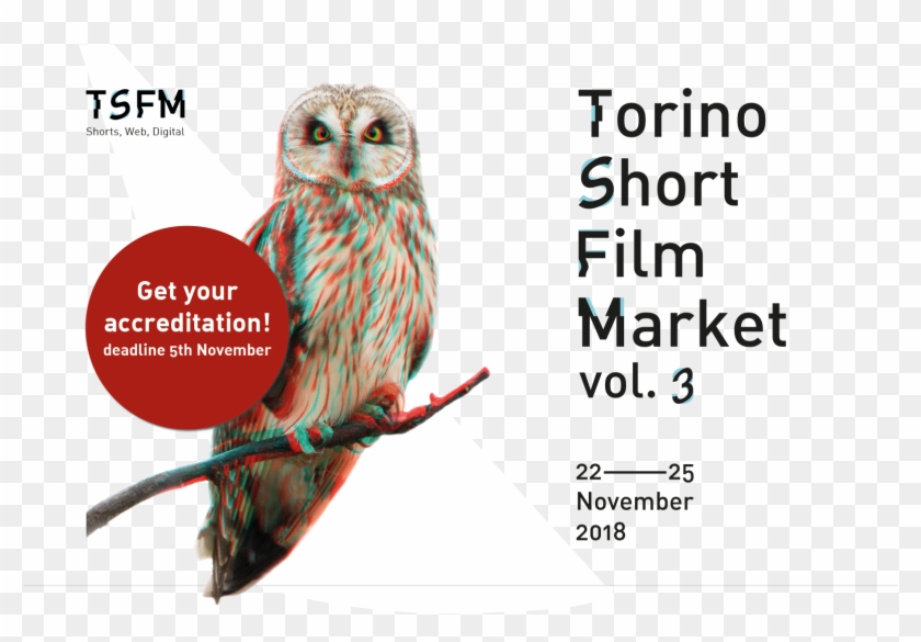 2017 Aiace Nazionale - Owl Clipart