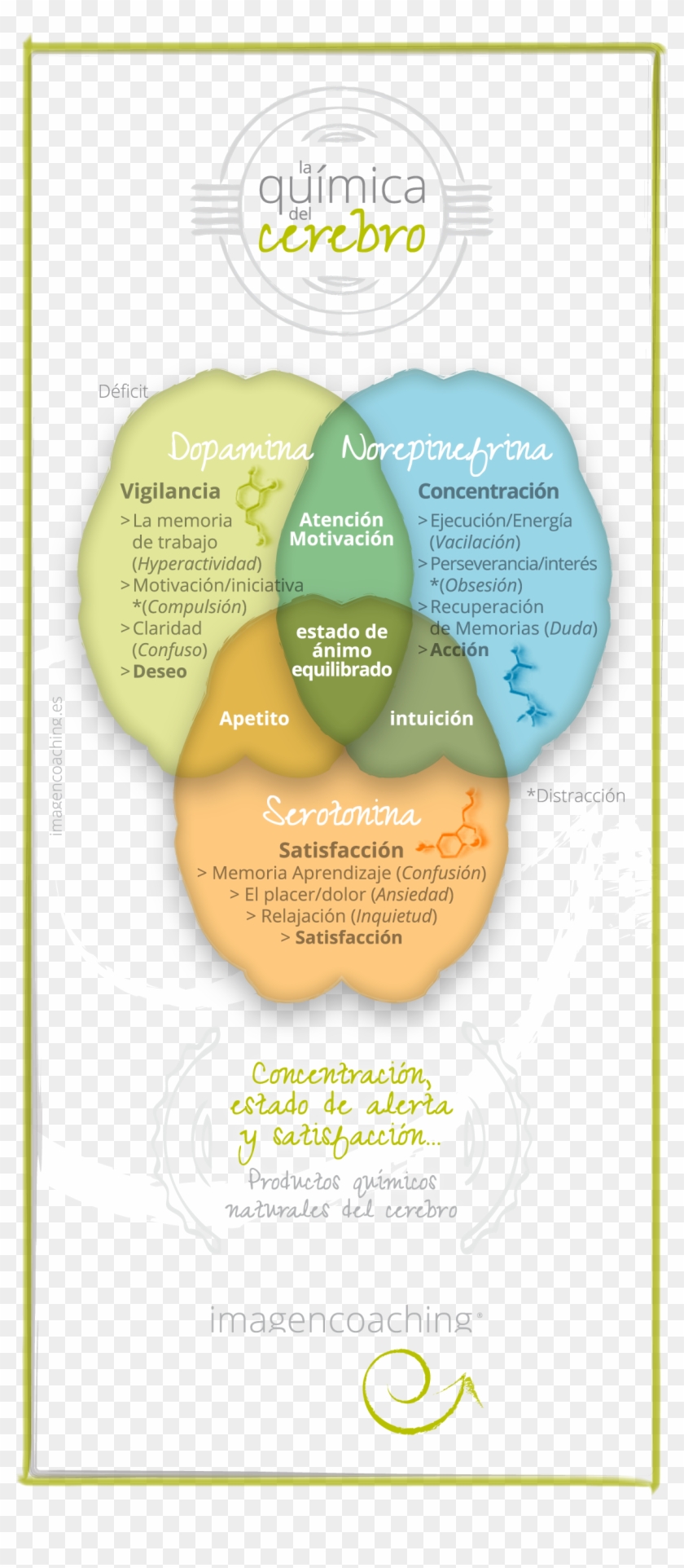 La Química Del Cerebro - Quimica Del Cerebro Clipart