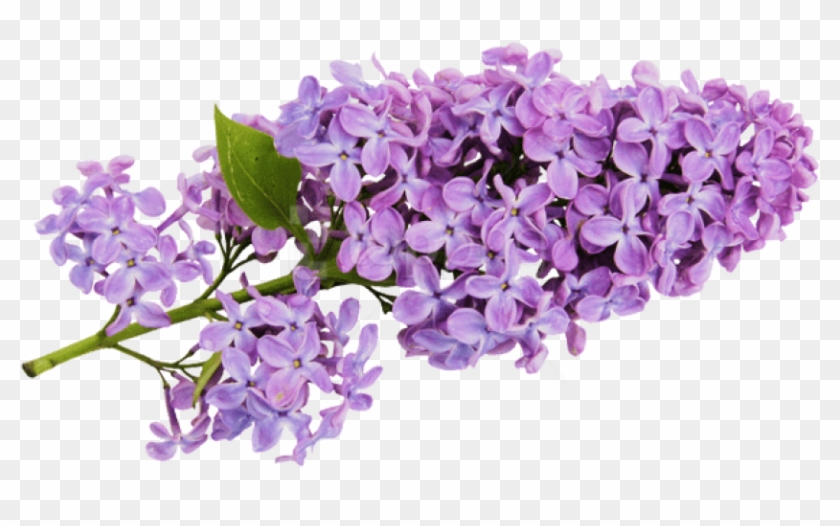 Free Png Transparent Lilac Png Images Transparent - Lilacs Clipart