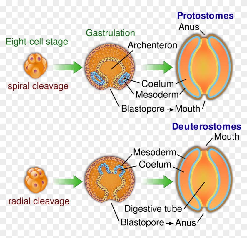 Embryological Origins Of The Mouth And Anus - Deuterostomes Clipart