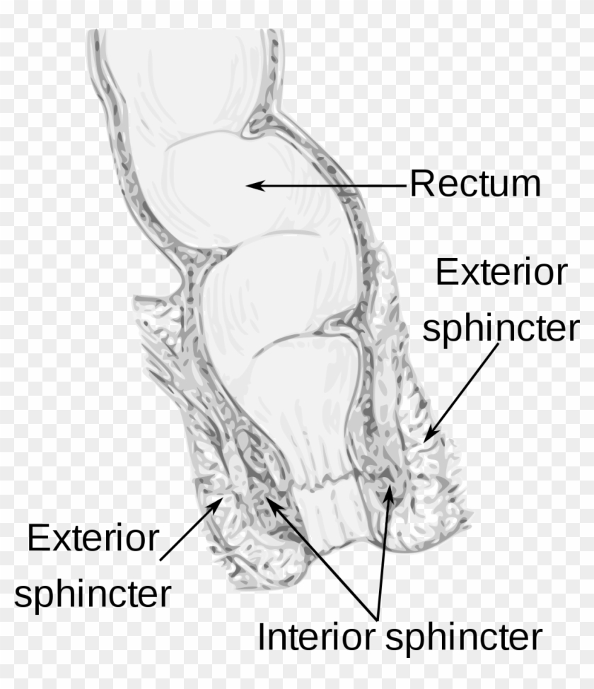 Internal Sphincter Clipart #4380619