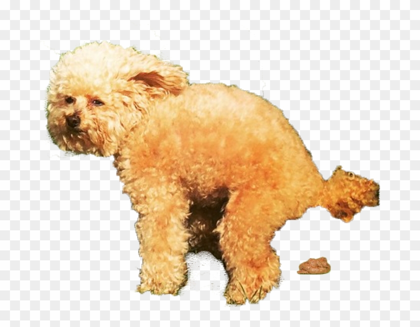 Follow Kevinkleinlive On Snapchat - Toy Poodle Clipart #4382484