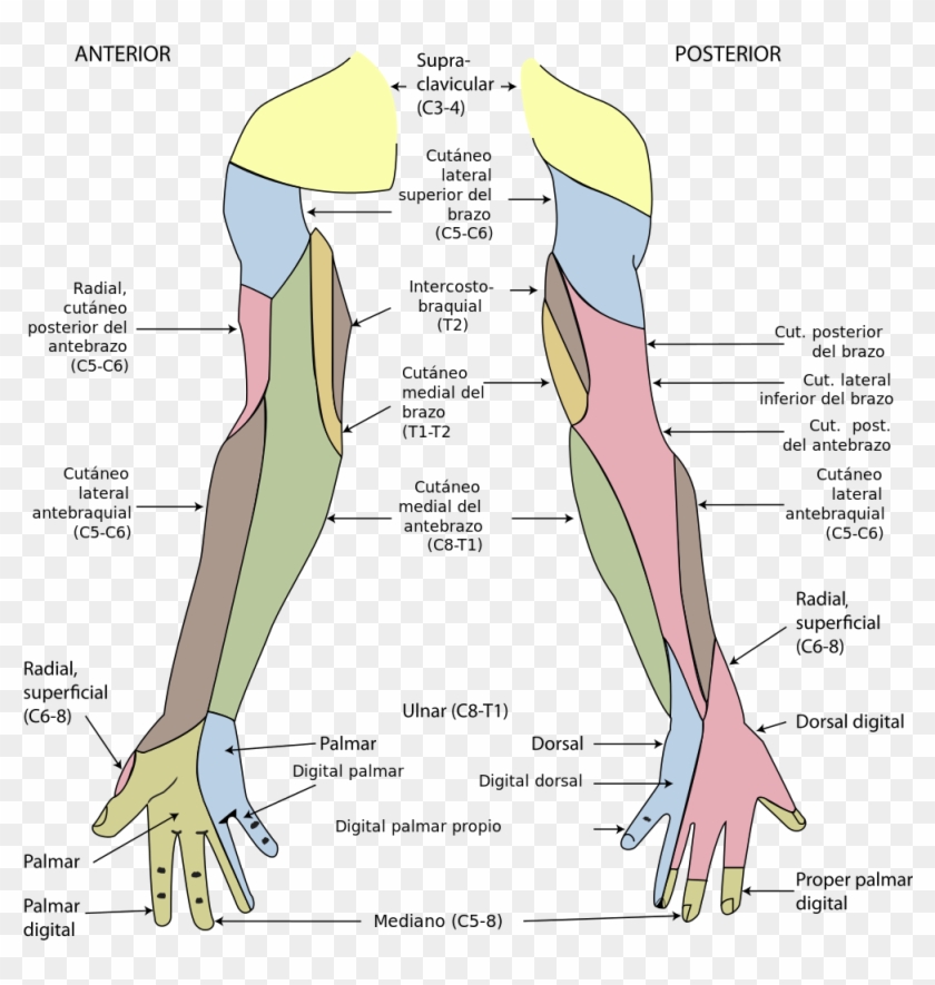 File - Gray812and814 Es - Svg - Cutaneous Innervation Of Upper Limb Clipart