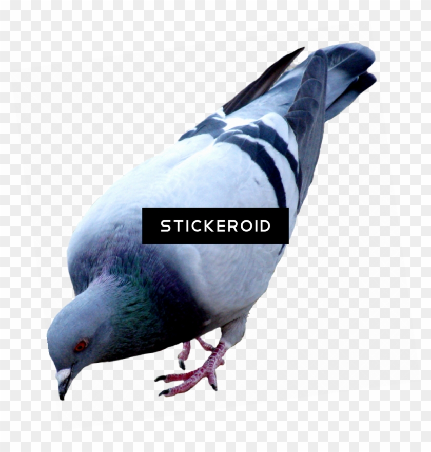 Pigeons And Doves , Png Download Clipart #440262