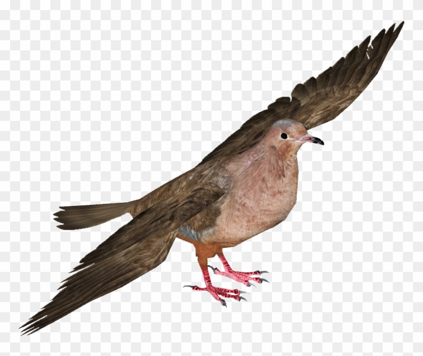 Pigeons And Doves , Png Download - Passenger Pigeon Transparent Background Clipart #440292