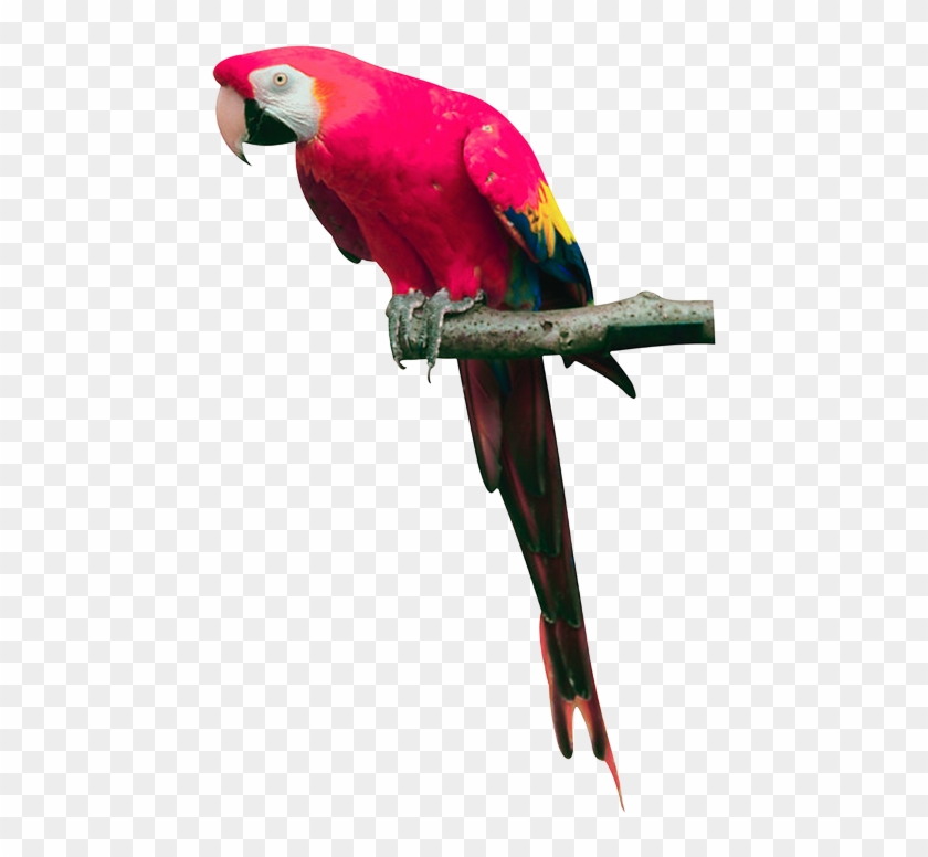 Parrot Png Clipart (#440525) - PikPng