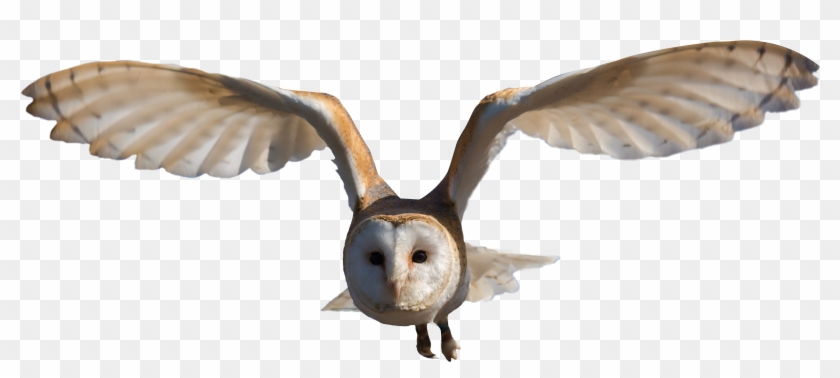 Owl Png, Bird Flying, Png Photo - Barn Owl Png Clipart