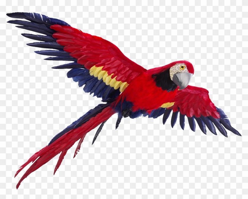 Flying Parrot Png Photos1 - Flying Parrot Png Clipart #440548