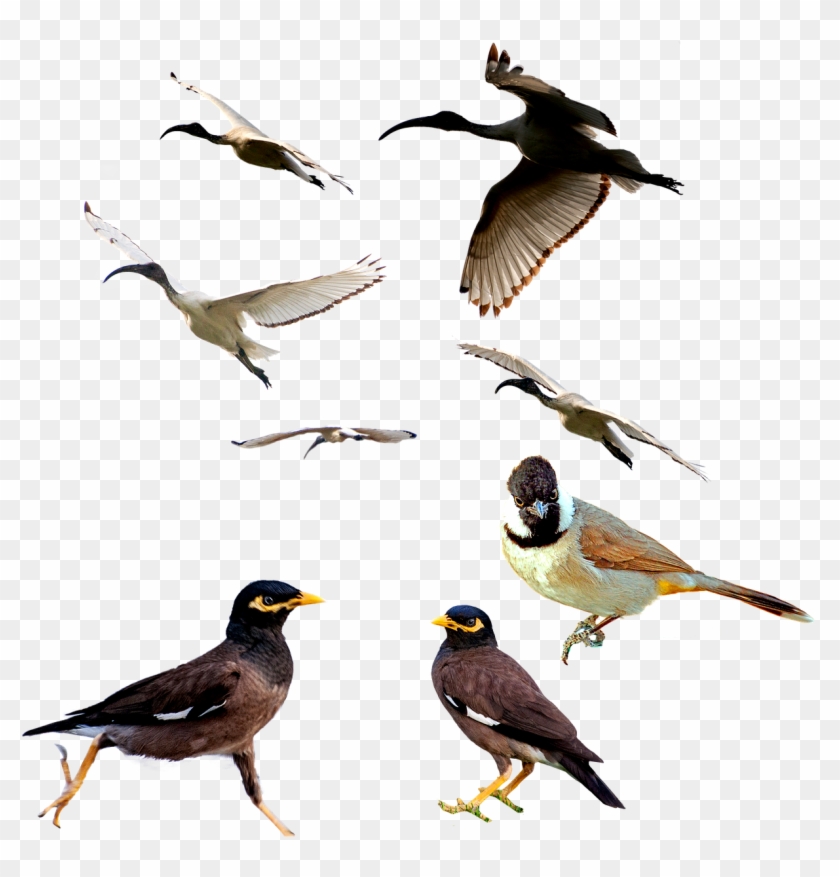 Birds,mina Bird,animal,white Ibis,white Eared Bulbul,png, - Bird Clipart #440555