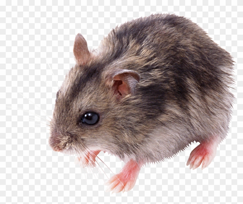 Mouse Animal Png Hd - Mouse Png Clipart