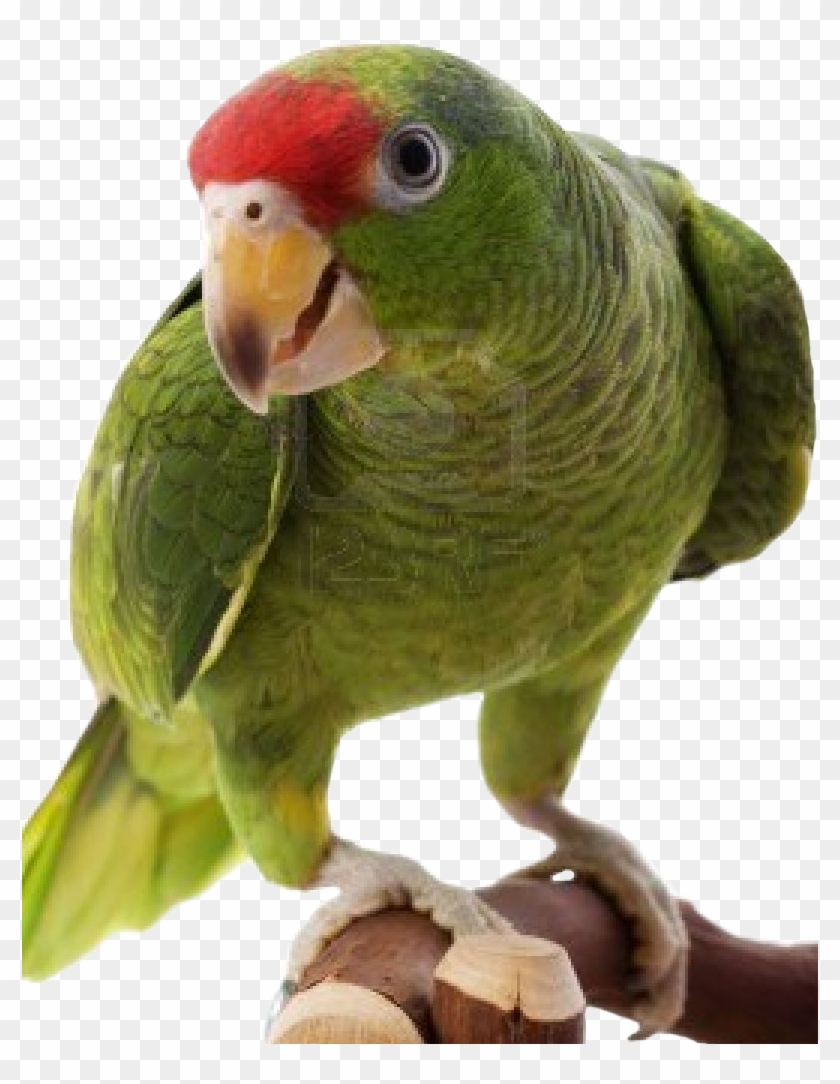 Free Icons Png - Amazon Parrot Png Clipart #440905