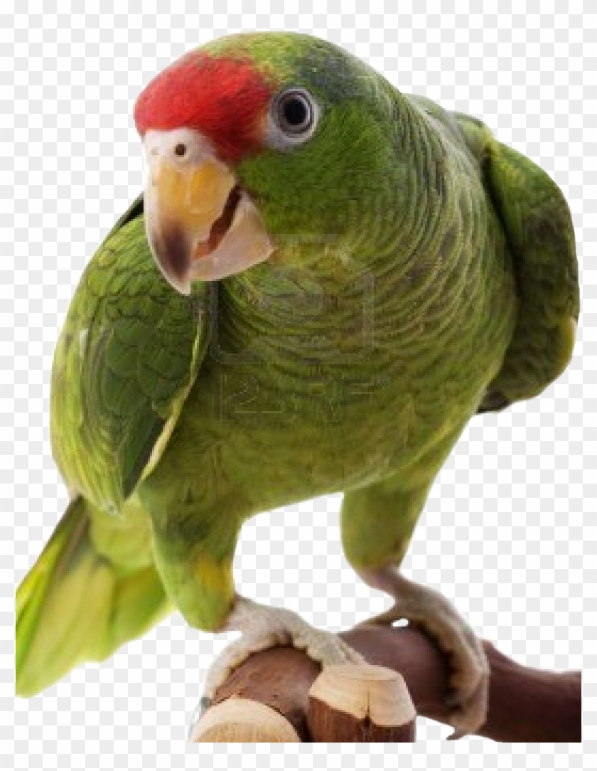 Free Icons Png - Amazon Parrot Png Clipart