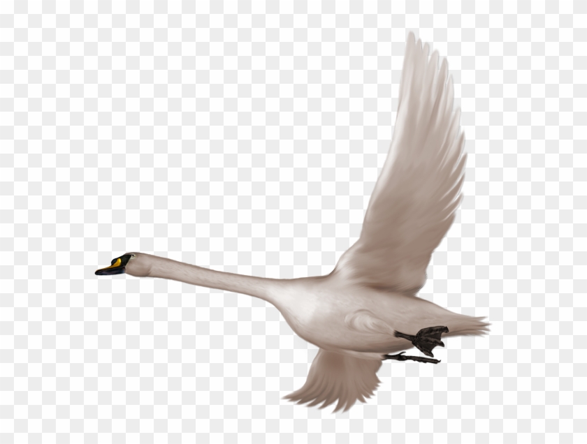 Swan Flying Clipart - Png Download