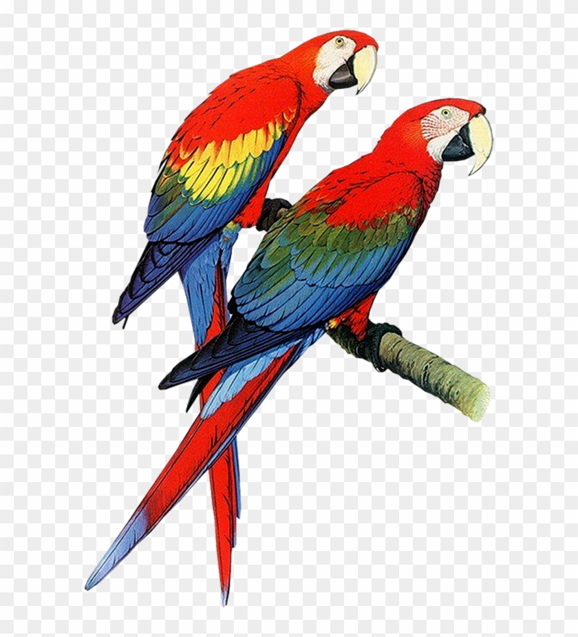 Download Parrot Png Transparent Images Transparent - Parrots Clipart #440932