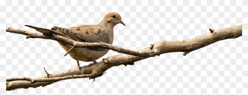 “cold Fronts Often Move Doves From The Central United - Stock Dove Clipart #440955