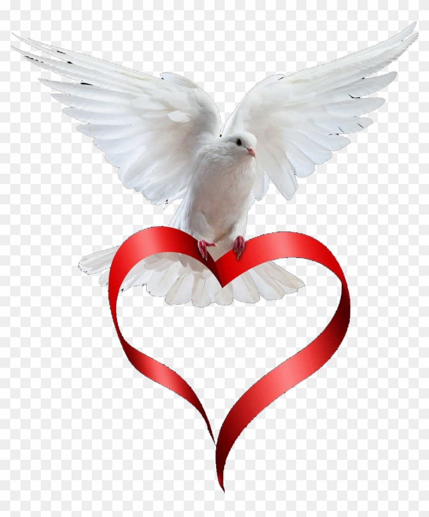 Dove Paloma, Animals, Love, Animation, Art Pictures, - Ribbon Heart Clipart