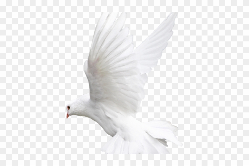 White Dove Clipart Fire Png - Bird Pigeon White Transparent Png