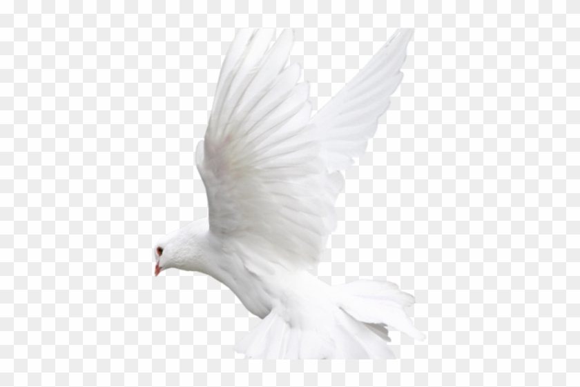 White Dove Clipart Fire Png - Bird Pigeon White Transparent Png #441065