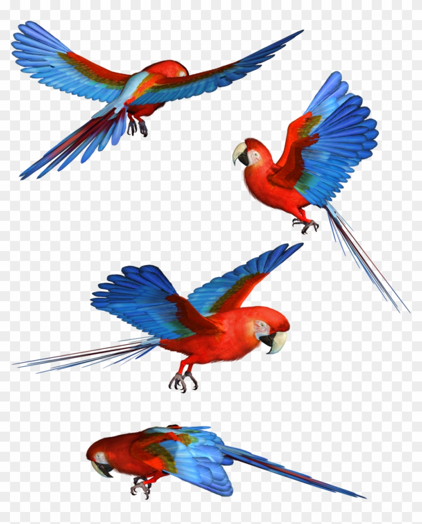 Macaw Png Hd - Macaw Clipart