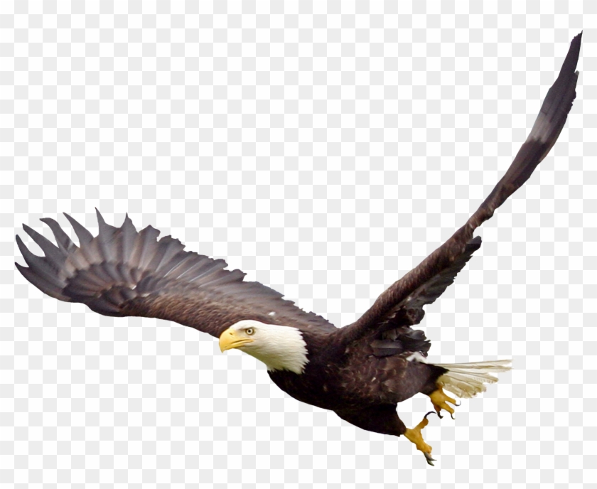 Soaring Png File Mart - Bald Eagle Image Transparent Clipart #441115