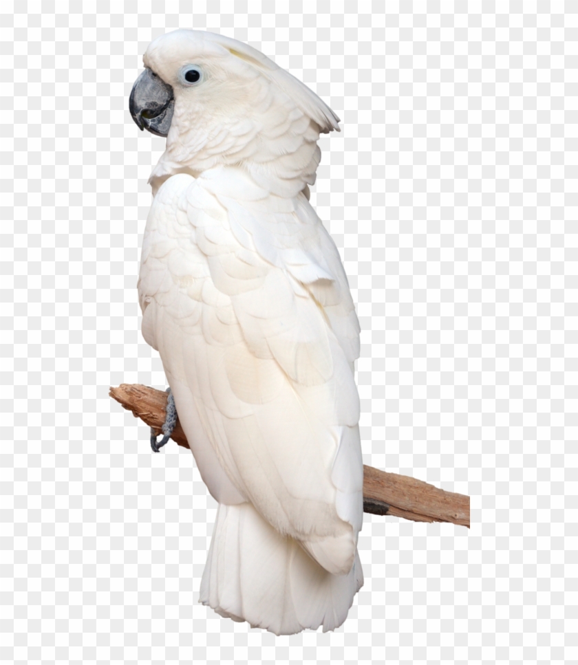 Download Parrot Png Transparent Images Transparent - White Parrot Clipart