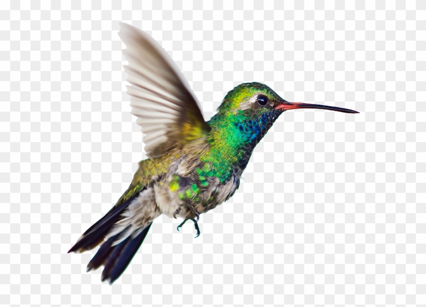 Graphic Humming Bird Clipart - Hummingbirds Png Transparent Png