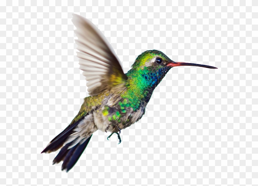 Graphic Humming Bird Clipart - Hummingbirds Png Transparent Png #441180