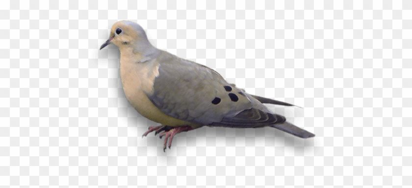 Doves - Mourning Dove Transparent Clipart