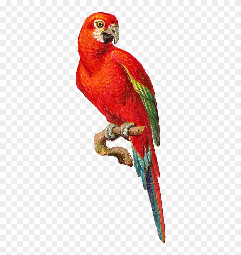 Macaw Parrot Png High-quality Image - Macaw Parrot Png Clipart