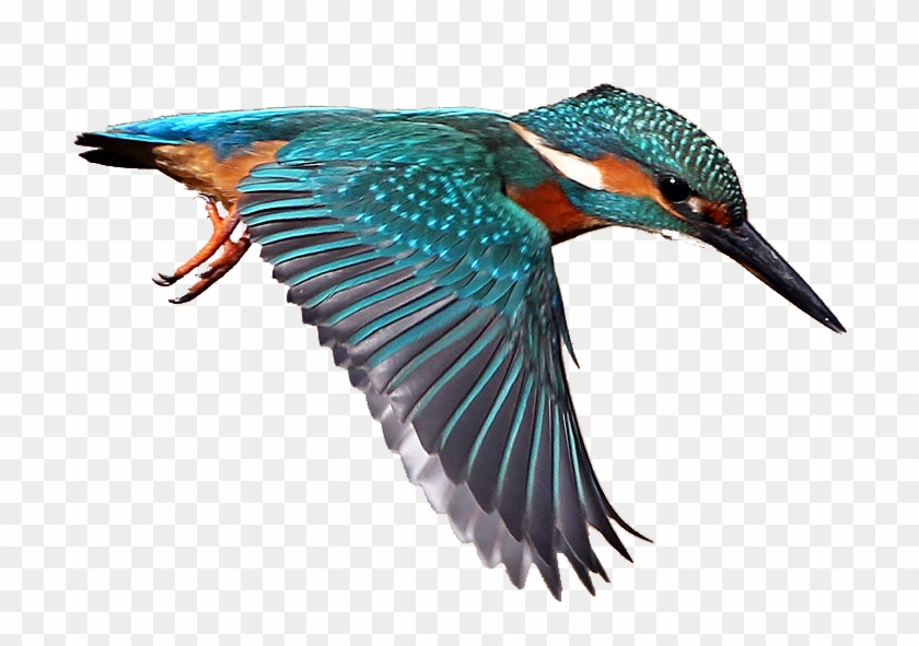 Kingfisher Bird Png Pic - Kingfisher Png Clipart #441225