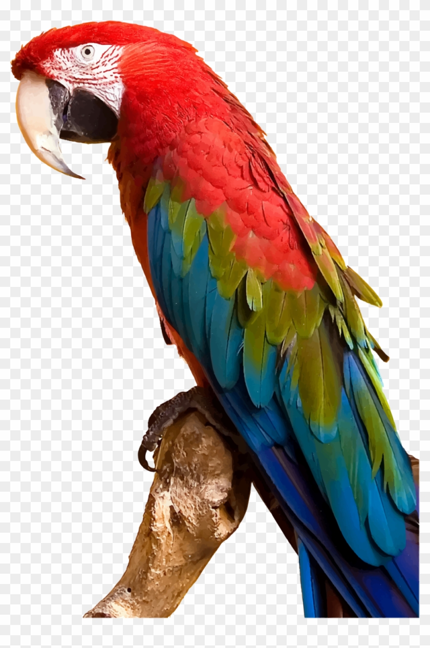 Download Parrot Png Transparent Images Transparent Clipart #441248