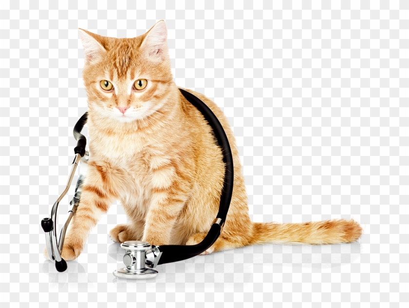Slider-cat - Veterinary Cat Clipart #441293