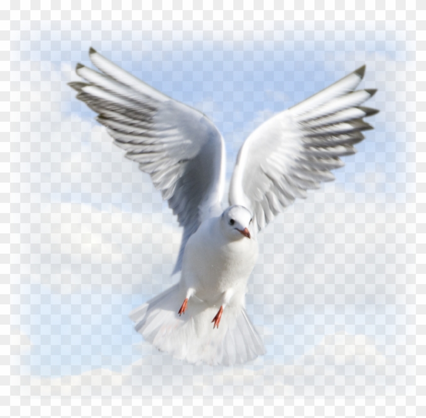 Png Holy Spirit - Animated Holy Spirit Dove Png Clipart