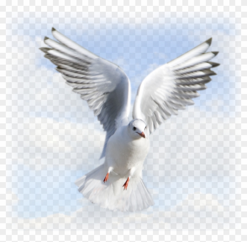 Png Holy Spirit - Animated Holy Spirit Dove Png Clipart #441294