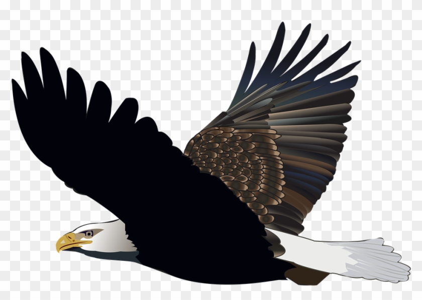 Bird, Eagle, Flying, Feather, Nature, American, Flight - Burung Elang Png Clipart #441318