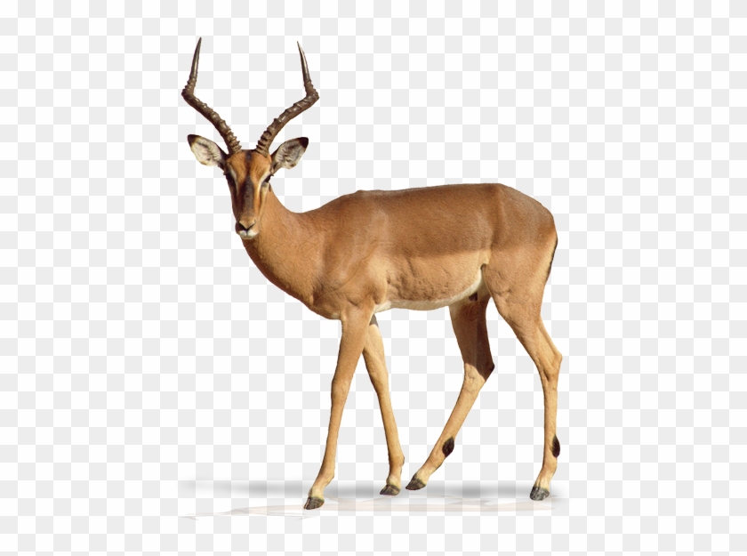 Antilope Png Clipart