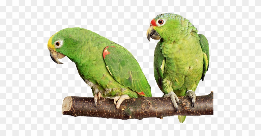 Parrot Png Clipart (#441581) - PikPng