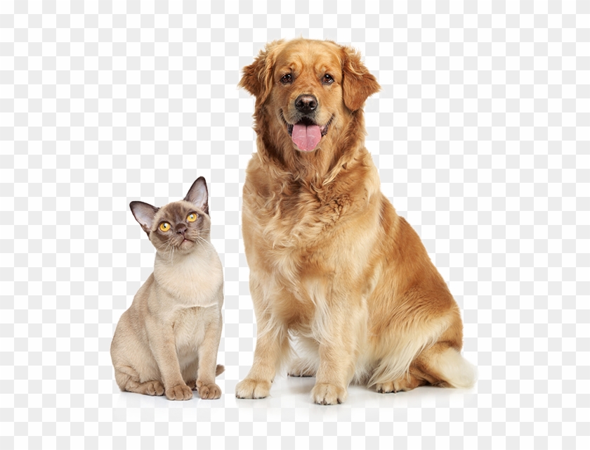 So They Can See A Better Life - Кошка И Собака Картинки Clipart