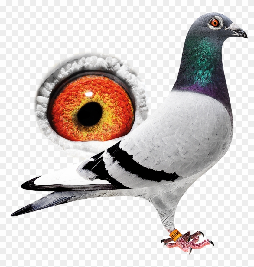 New - Rock Dove Clipart #441696