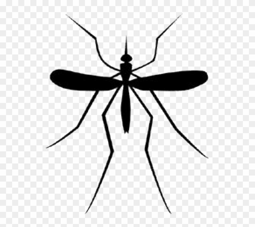 Mosquito Download Png - Draw A Parasitic Mosquito Clipart