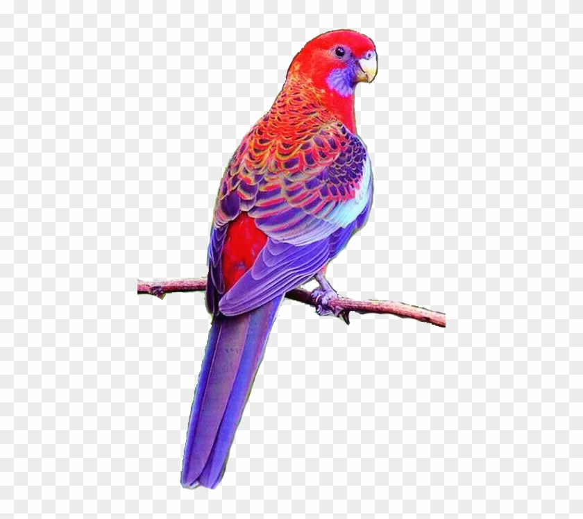August 4, 2018 At - Rosales Bird Clipart